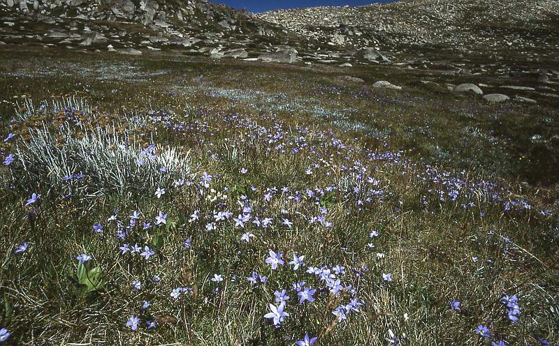 WT 0400 065-17 Australia.jpg